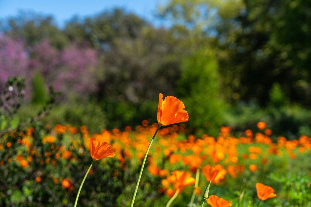 Hidden Gems for Spring Getaways