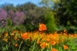 Hidden Gems for Spring Getaways
